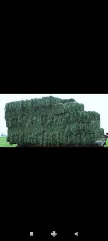 купить измельчитель травы и сена: Продаю тюки клевера!
Тюки большие, плотные, лежат под навесом! — 2