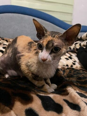 товары для собак: Порода: корниш-рекс В продаже котёнок- девочка, д/р 15/11/25. В — 2