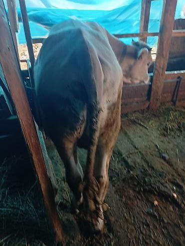 продаю корову с теленком: Продаю | Бык (самец) | На откорм | Привязанные — 4