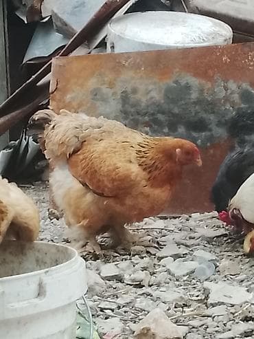 Животные: Продаю | Куры | Брама | Для разведения — 4