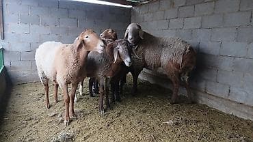 продаю телёнка: Продаю | Овца (самка) | Гиссарская, Арашан | Для разведения | Матка — 2