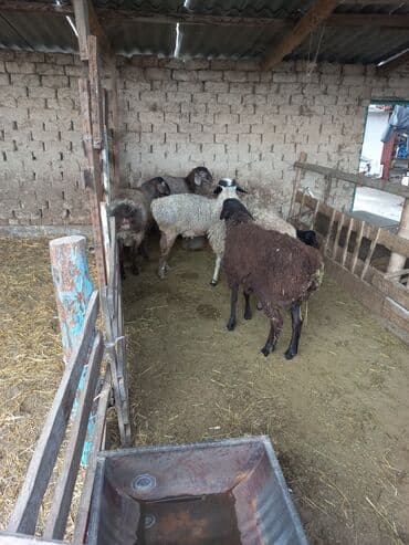 меняю на дом: Продаю | Овца (самка) | Для разведения — 2