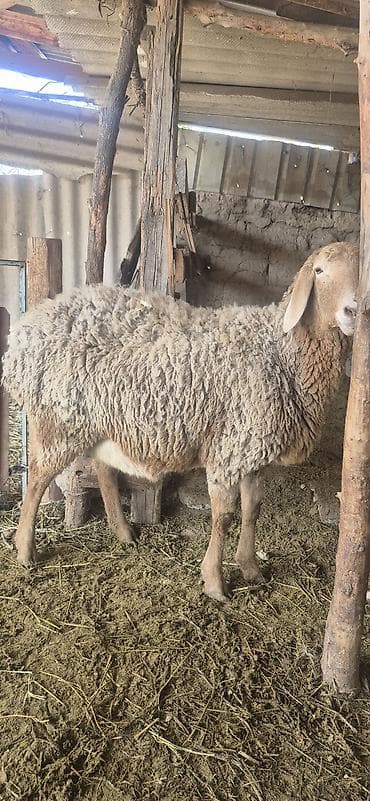 шивис уйлар: Продаю | Овца (самка), Ягненок, Баран (самец) — 3