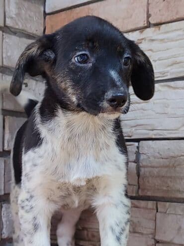 питомники собак бишкек: Ищем дом девочке. По достижении возраста гарантируем стерилизацию — 7