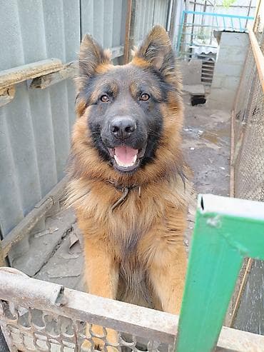 продам щенка немецкой овчарки: Немецкая овчарка, 1 месяц, Самка — 2