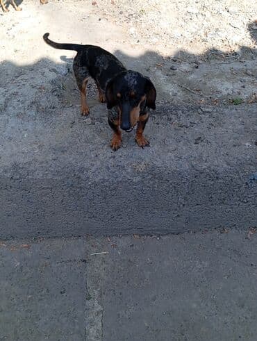 бордер колли собака: Такса, 3 года, Самец — 3