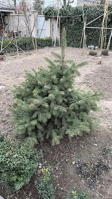 сирень саженцы: Ель голубая и зеленая (Picea pungens, blue spruce) для ландшафтного — 3