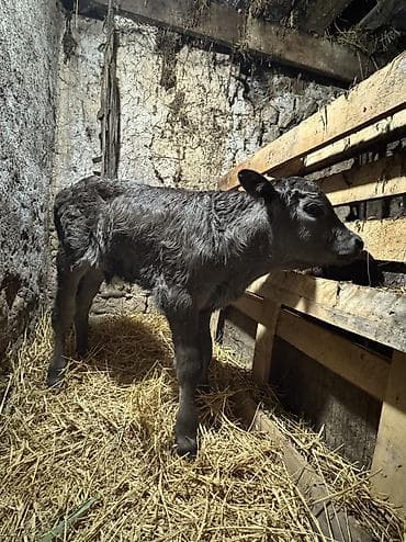 ангус музоолор: Продаю | Бык (самец) | Полукровка | На откорм | Племенные — 1