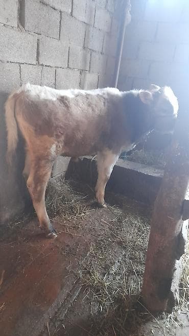 Үй жаныбарлары: Сатам | Бука (эркек) | Швиц | Бордоп семиртүү үчүн | Байланган — 3