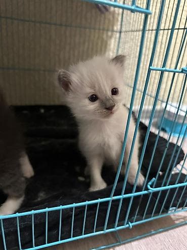 кошка тайская: Отдам в добрые ручки (бесплатно) породистые котята. мама-рэгдолл — 4