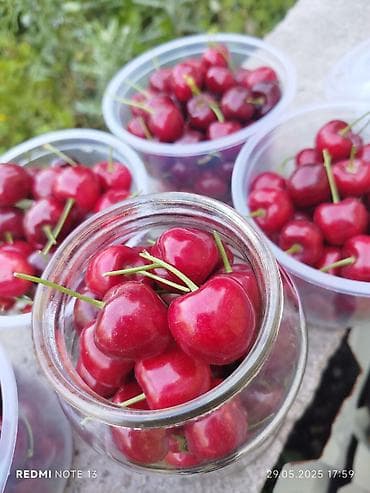 рассрочка тошок: Саженцы прибалтийскогофундука (лещины),годовалые от 300 сомов — 9