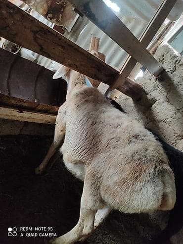 гисар ягнята: Продаю | Ягненок, Баран (самец), Овца (самка) — 4