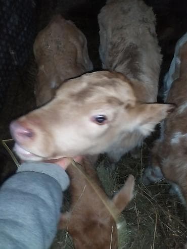 продажа кормов для сельскохозяйственных животных: Продаю | Музоо, торпок | На откорм | Искусственник — 6