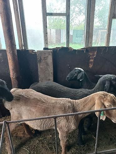 парода уйлар: Продаю | Ягненок, Баран (самец) | На забой | Кастрированные — 9