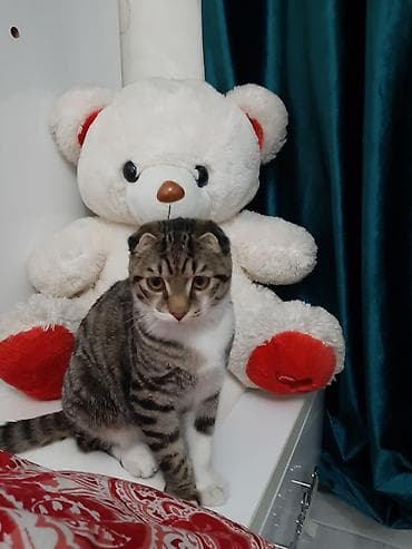 веслоухая кошка: Ищем подругу 🙈😅 Шотландский вислоухий кот (скоттиш-фолд) Описание — 2