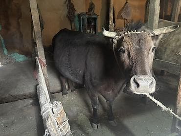 продаю мёд: Продаю | Корова (самка) | Алатауская | Для молока | Привязанные — 1