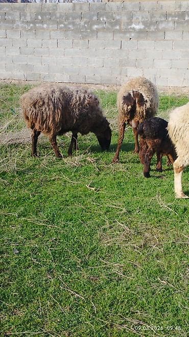 животные карова: Продаю | Овца (самка) | Для разведения | Матка — 8