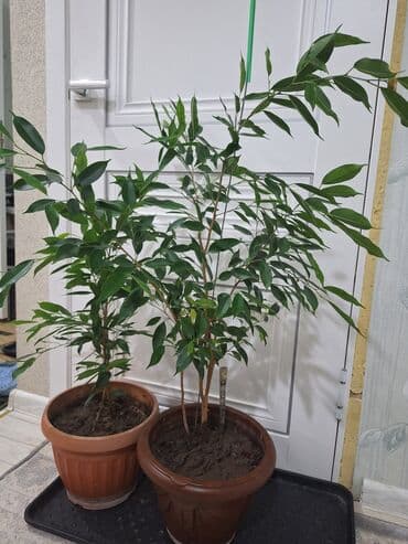 фикус пальма: Срочно срочно не дорого каждая по 1100 сомов. Продаю комнатные — 3