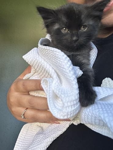 ласки: Черный котёнок, пушистый и компактный. Мягкая полудлинная шерсть — 3