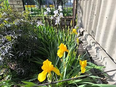орхидеи дордой: В связи с отьездом недорого продаю луковицы тюльпанов, нарциссов — 7
