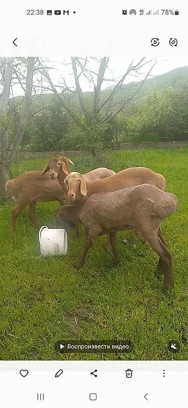 Продаю | Ягненок | Арашан | Для разведения | Ярка