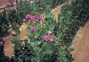 фитолампы для растений: Сетка для выращивания цветов на срезку. Ячейка 10*10 см Белая Высота 1 — 1