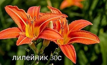 Томат: Все растения что на фото есть в наличии. Цены указаны, по всем — 8