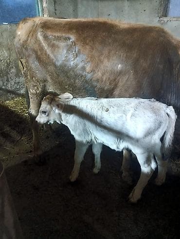 быки тёлки: Продаю | Музоо, торпок | На откорм — 1