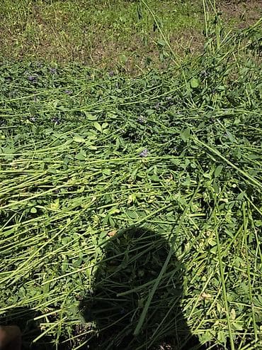 С/х животные и товары: 🌾 Продаю люцерну в тюках 🌾 🌾 Прессовать буду 12-13 июля🌾 ✅ Состояние — 3