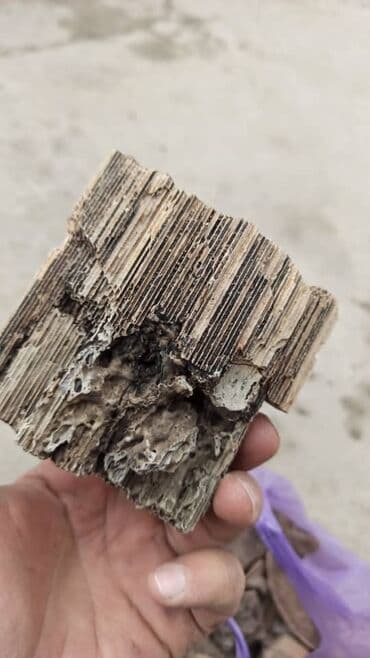 продать скутер на запчасти: Ош шаарында эн кымбат баада автокатализатор сатып алабыз жана баардык — 12