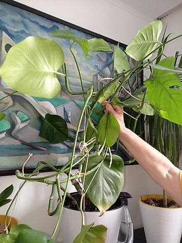 купить монстеру: Монстера (Monstera deliciosa), взрослое лиановидное комнатное — 1