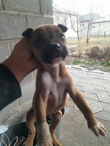 Кошки: Питбуль, 1 месяц, Самец — 3