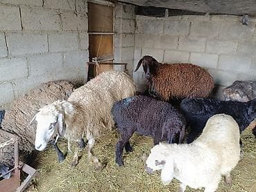 Животные: Продаю | Овца (самка) | Для разведения | Матка — 3