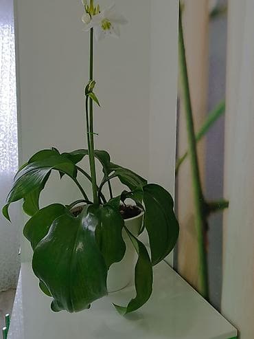 груд: Эухарис (амазонская лилия) в горшке - Декоративно-цветущее комнатное — 3