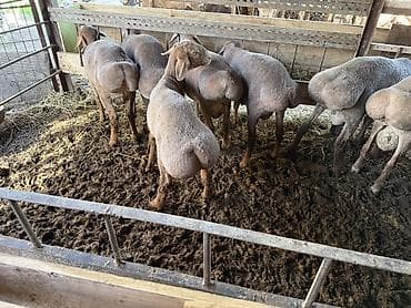 матки пчел: Продаю | Баран (самец) | На забой | Племенные — 3