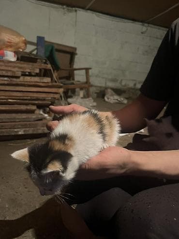 кошка породистый: Бесплатно. - Трёхцветные (черно-рыже-белые) с выразительными — 1