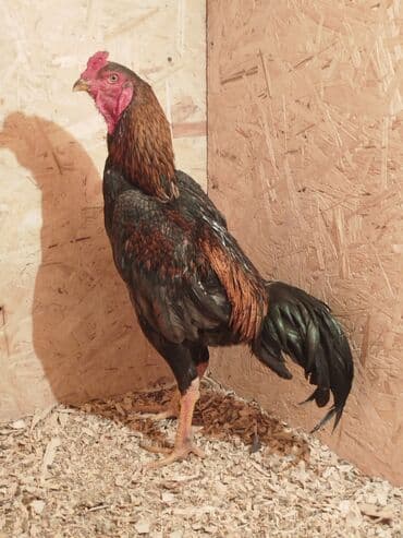 доска объявлений рыбы: Дакан тулок короздор сатылат кара короздун тумшугу сынган Урука — 8