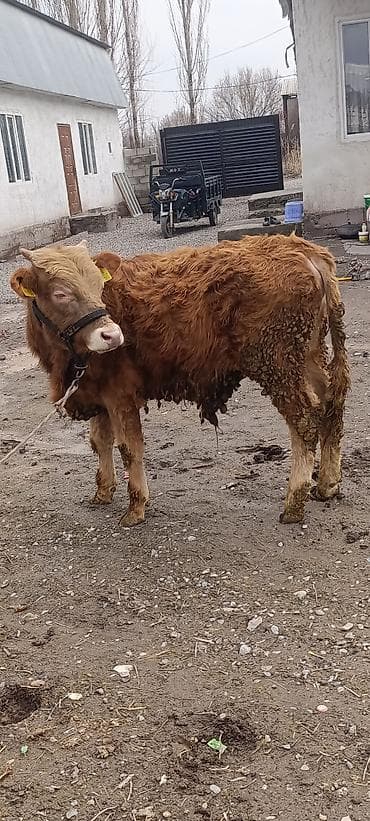 каровы и быки: Продаю | Бык (самец) | На откорм | Привязанные — 1
