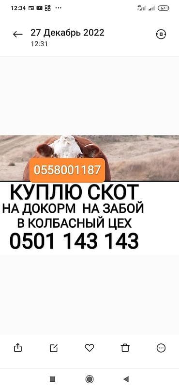Колбаса цехи : Уйлар, букалар, Жылкылар, аттар, | Күнү-түнү, Бардык шартта, Союлган