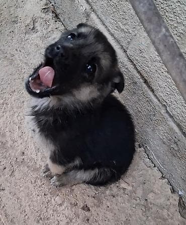 отдам даром собаку в хорошие руки: Очень милая кроха ищет дом! Щенок, ориентировочно 1–2 месяца — 2