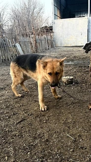 Отдам даром собаку: Мать Немецкая овчарка отец бильгийский овчарка, кобель. Окрас — 2