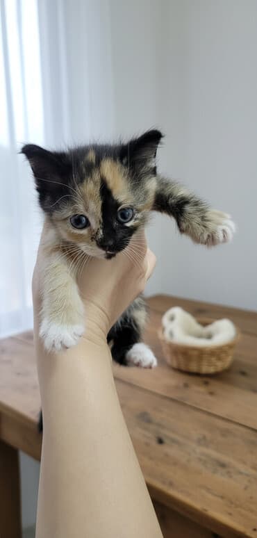 британская кошка рыжая: Котёнок трёхцветный (черепаховый окрас): черные, кремовые и рыжие — 1