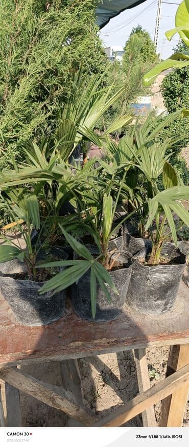 продажа рассады: Көчөттөр гүлдүн — 3