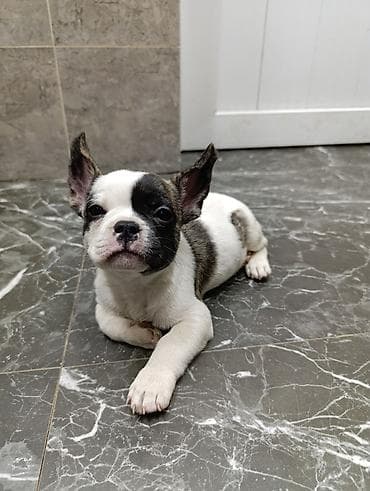 какие собаки продаются: Бульдог, 2 месяца, Самец — 5