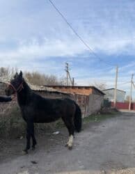 баран оптом: Сатам | Бээ (ургаачы) | Аргын | Жумушка — 5