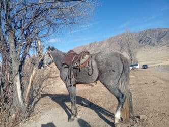 дом кролика: Сатам | Жылкы (эркек) | Кара Жорго | Жумушка — 1