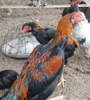 Дакан шамо петушки ( обмен не интересуют )