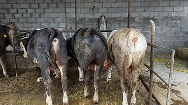 племенные бычки: Продаю | Бык (самец) | Полукровка | На откорм | Привязанные — 7