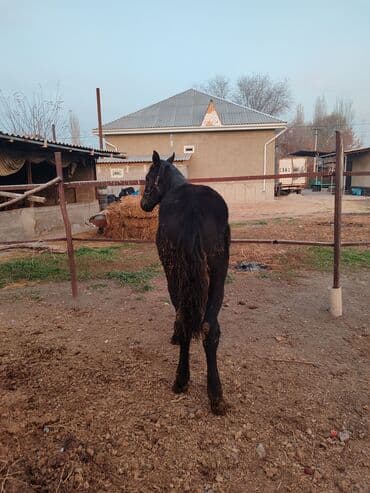 королевский дог цена: Продаю | Жеребец | Рабочий — 3