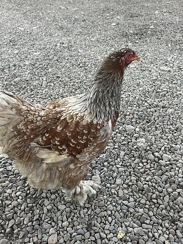 ящик пластиковый: Продаю | Инкубационные яйца | Брама | Для разведения — 10